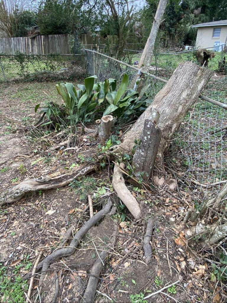 fallen tree after hurricane